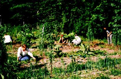 Interns mulching beds