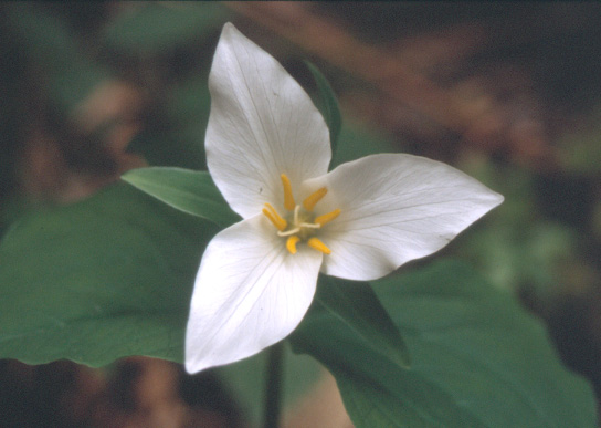 Trillium.jpg