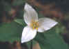 Trillium Flower