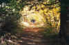 Burdock Lane