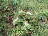 a patch of Trillium flowers